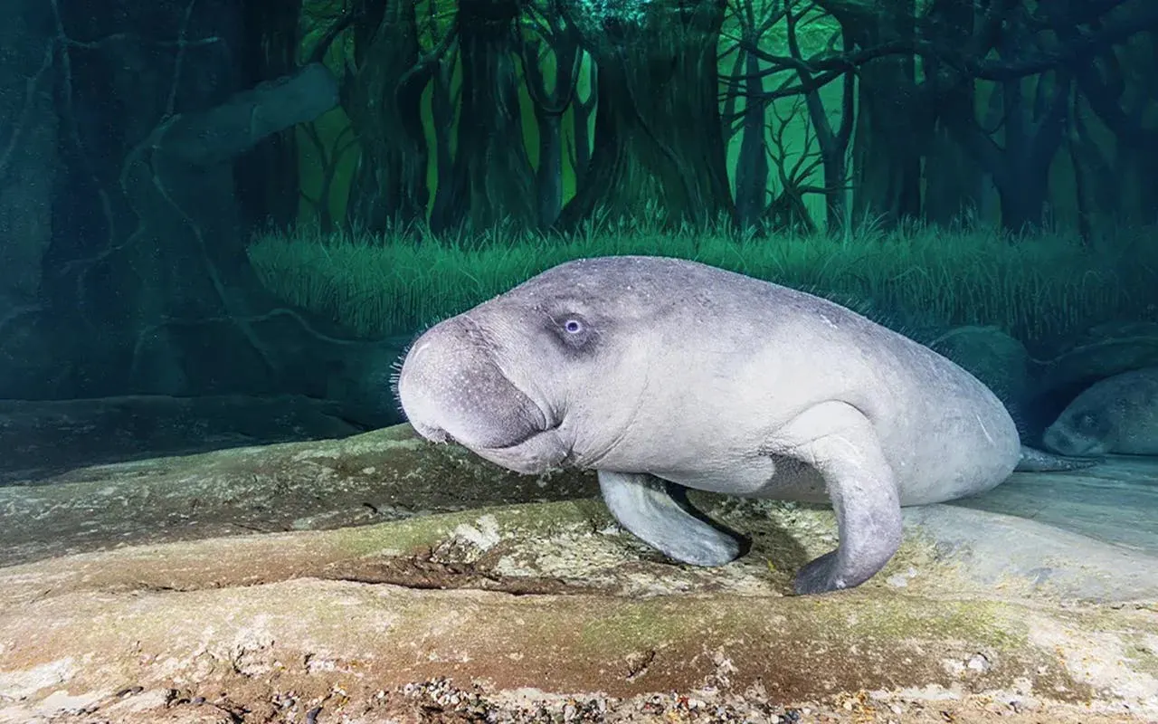 Dugong swimming in the National Aquarium Abu Dhabi exhibit.