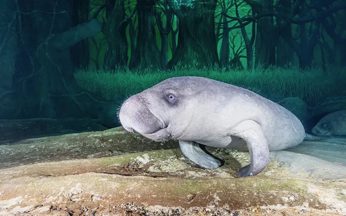Dugong swimming in the National Aquarium Abu Dhabi exhibit.