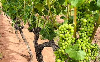 Vineyard with green grape clusters in Rio de Janeiro, part of a winery getaway tour.