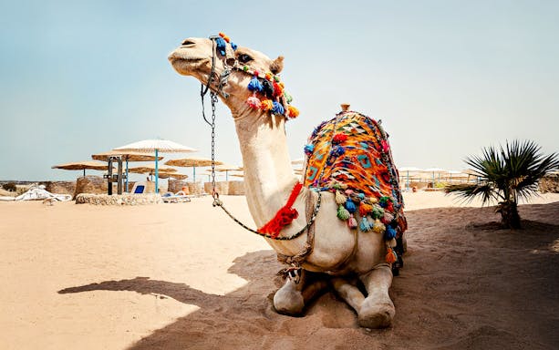 de hurghada: passeio de quadriciclo, safári de camelo, observação de estrelas e jantar com traslados do hotel de ida e volta-3