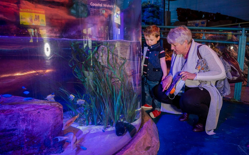 Guests observing fish in a tank at SEA LIFE Birmingham.