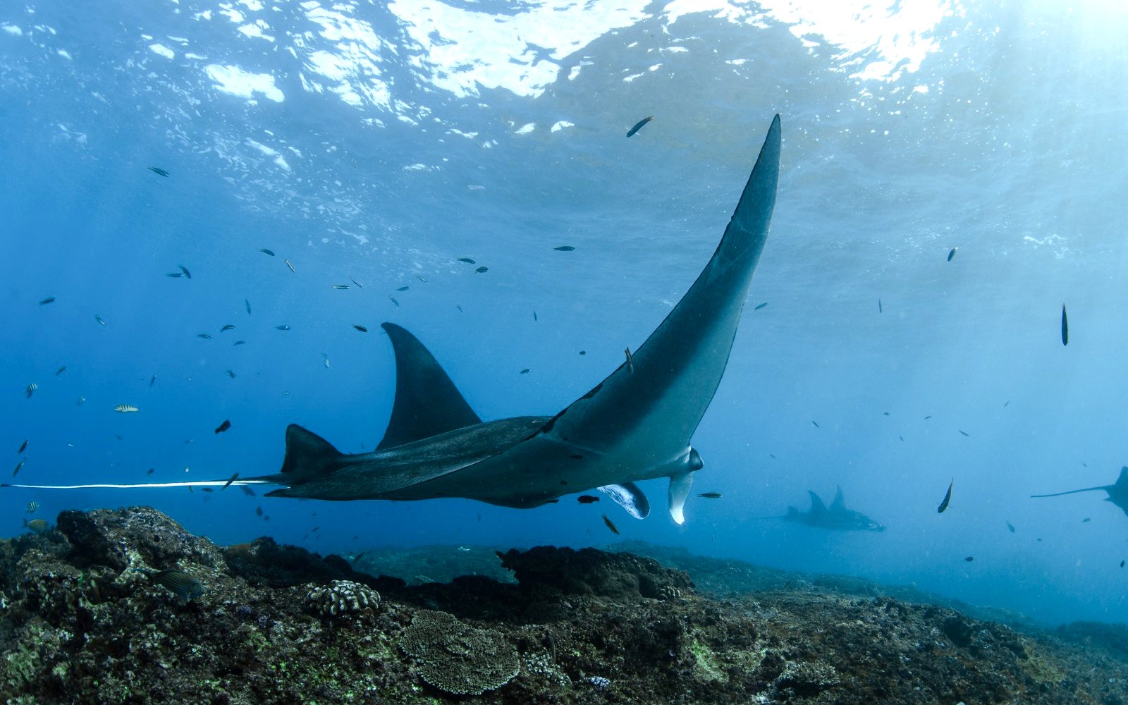 Manta ray swimming near coral reef, West Nusa Penida Island.