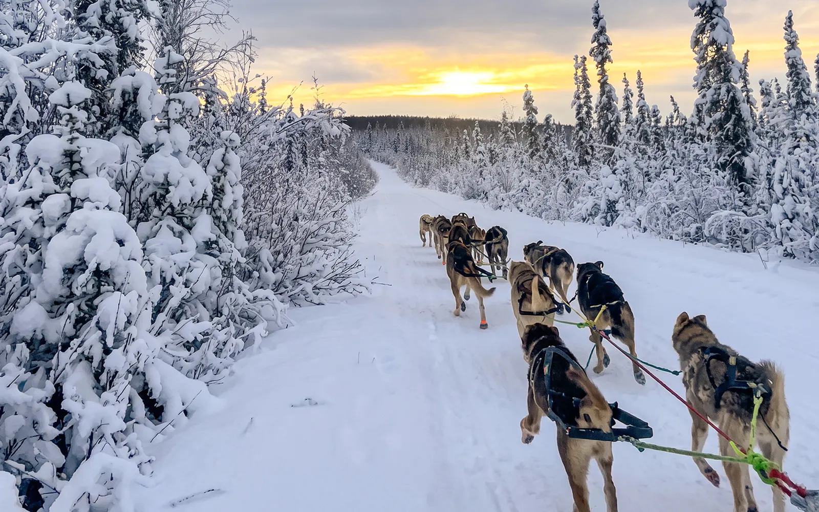 Alaskan sled dogs pulling a sled through snowy forest during a dog mushing tour in Alaska.