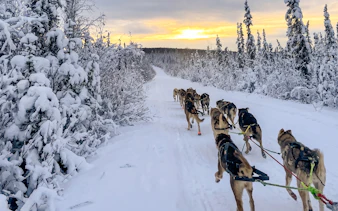 Alaskan sled dogs pulling a sled through snowy forest during a dog mushing tour in Alaska.