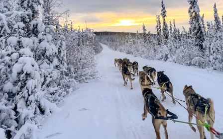 Guided Dog Mushing Tour: Dog Sledding Through Alaska's Wilderness