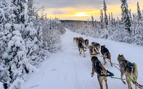 Alaskan sled dogs pulling a sled through snowy forest during a dog mushing tour in Alaska.