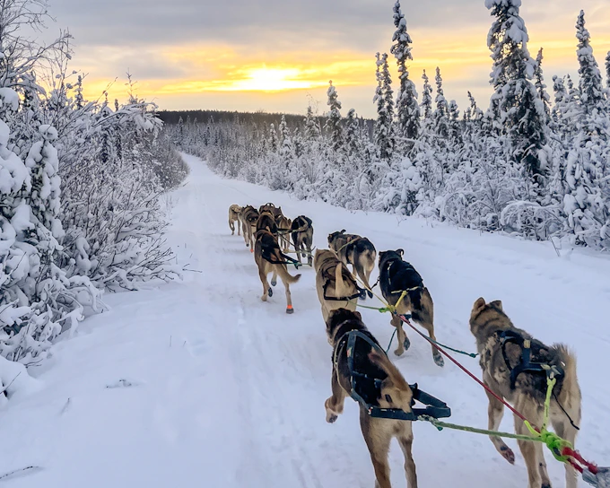 Guided Dog Mushing Tour: Dog Sledding Through Alaska's Wilderness (Product 54476)