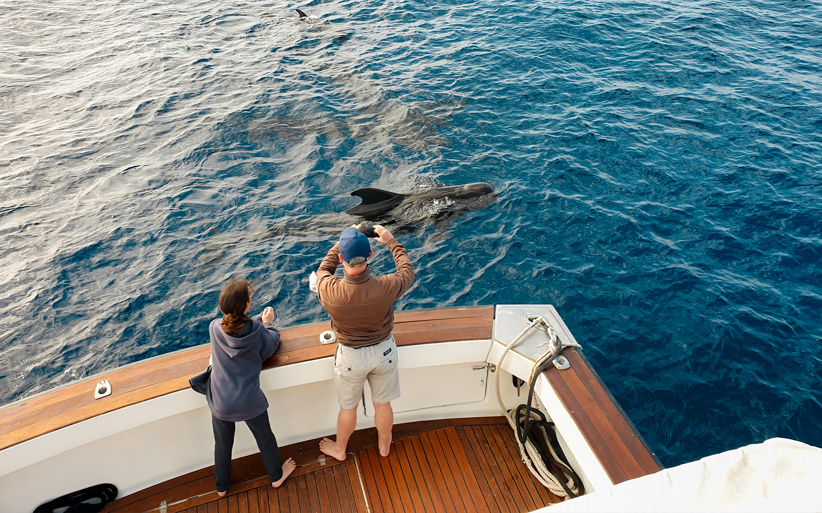 Tourists on a luxury boat watching dolphins in Tenerife waters.