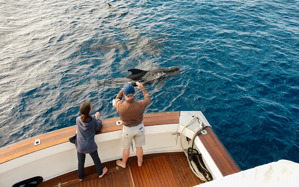 Tourists on a luxury boat watching dolphins in Tenerife waters.