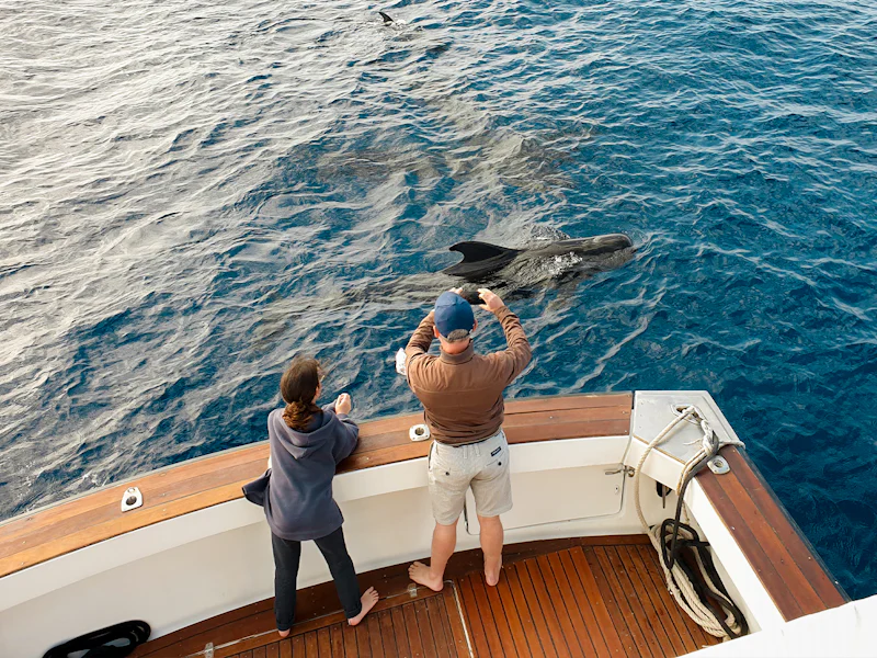 Las Galletas Whale Dolphin Watching Yacht Cruise - Teneriffa