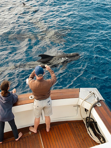 Tourists on a luxury boat watching dolphins in Tenerife waters.
