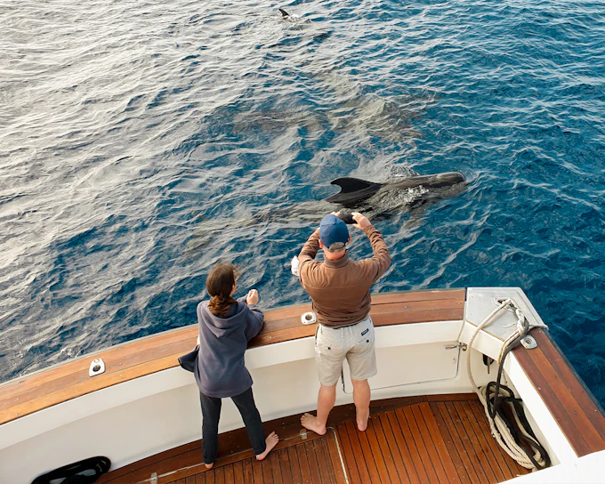 Las Galletas: Small Group Whale & Dolphin Watching Cruise