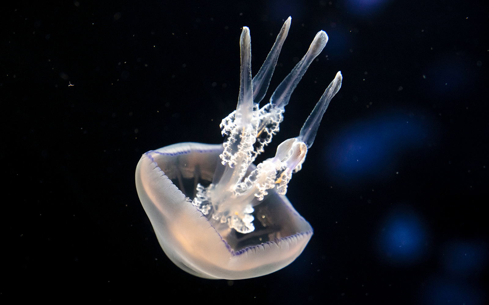 Glowing jellyfish in aquario aquarium