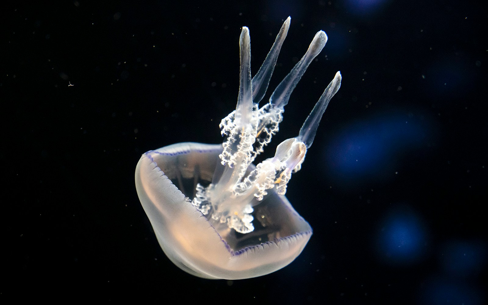 Glowing jellyfish in the pavilion at Nausicaá Aquarium.