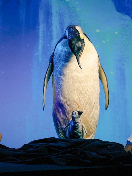Children observing penguin display at Melbourne Museum.