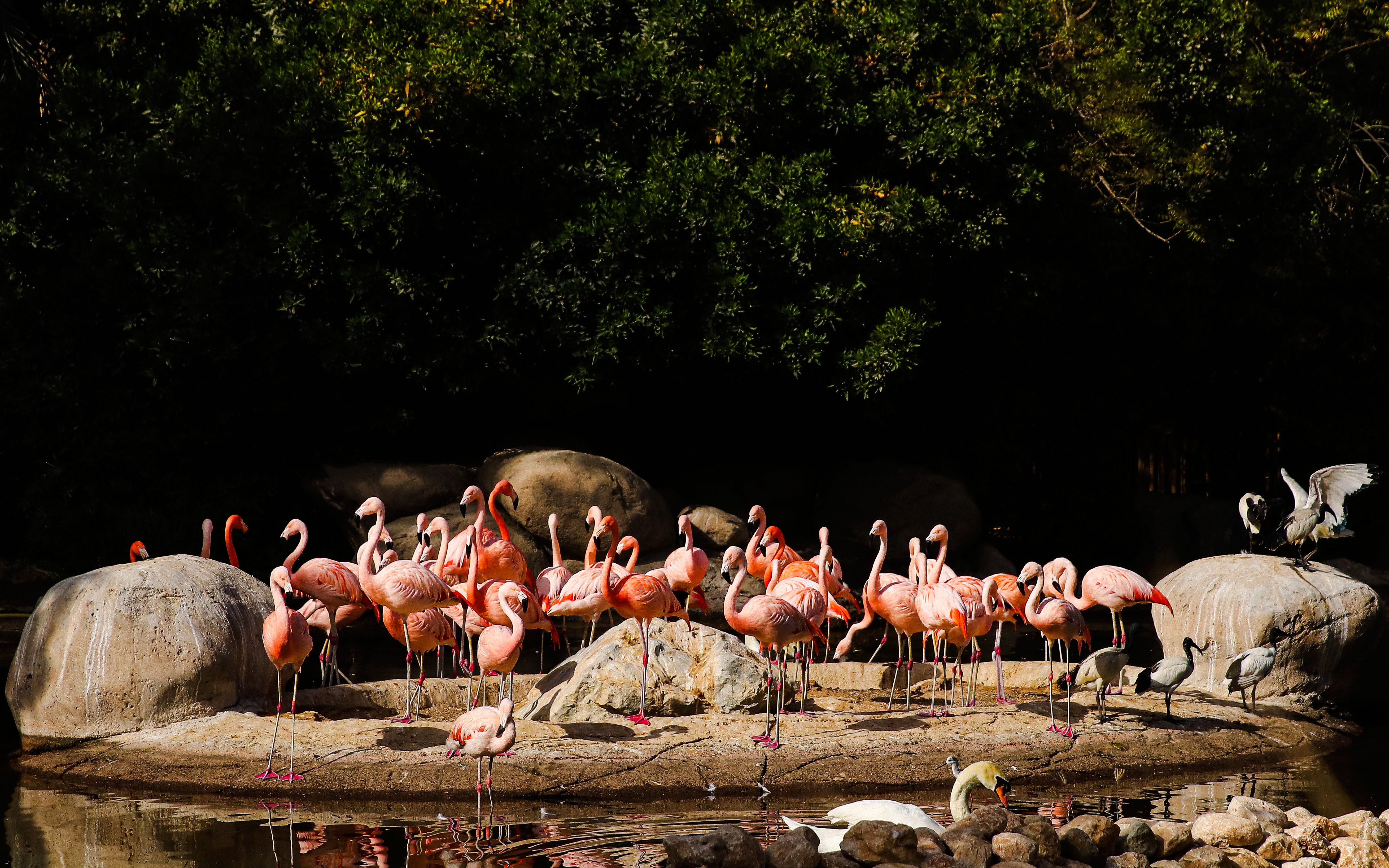 Flamingos gathered on rocks at Al Ain Zoo.