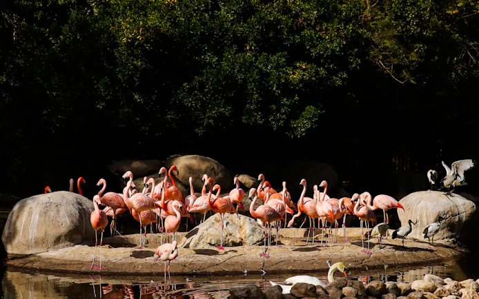 Flamingos gathered on rocks at Al Ain Zoo.