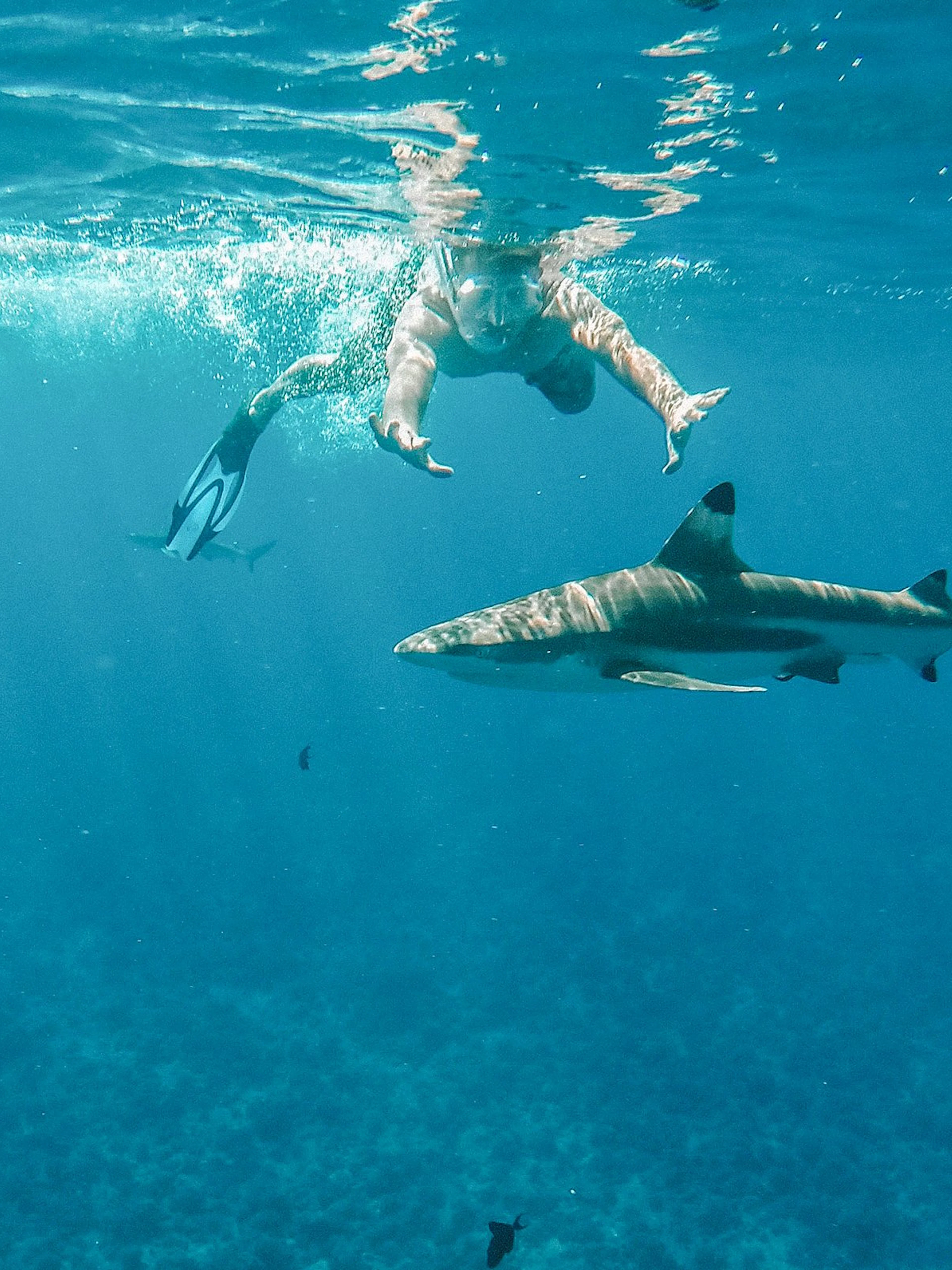 Man snorkeling near a shark in clear blue ocean waters.