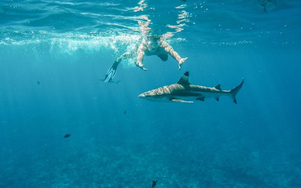 Snorkel with Sharks: Yasawa Island Day Trip With Buffet Lunch & Transfers