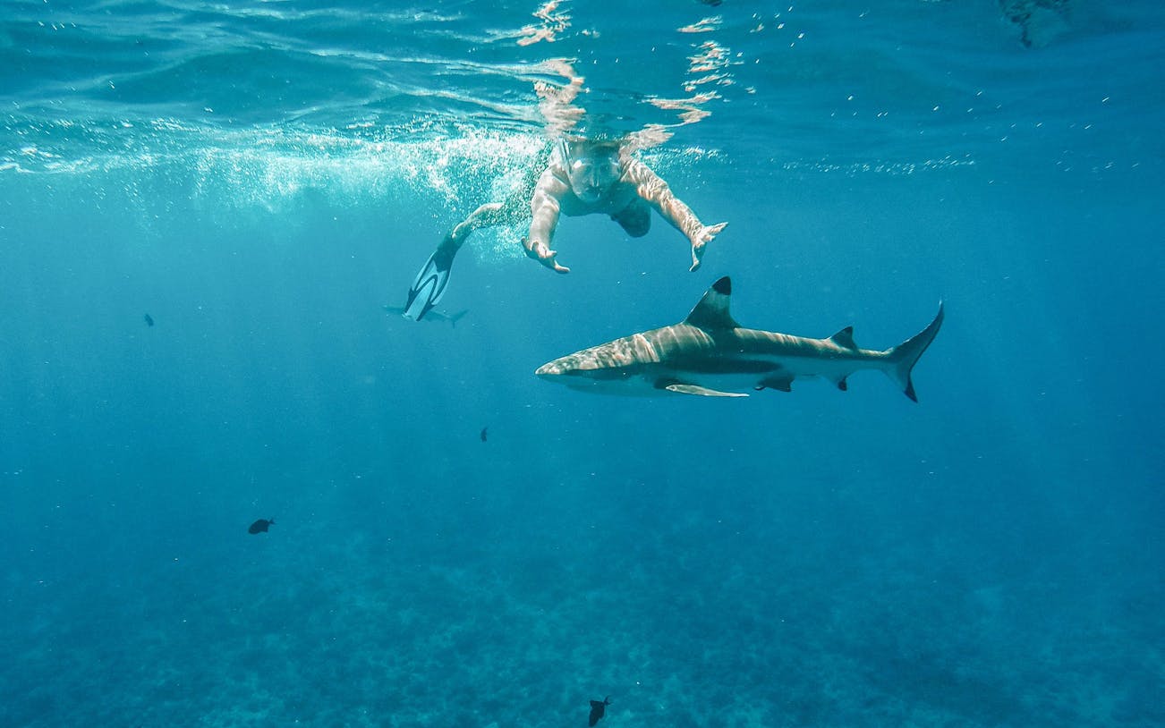 Man snorkeling near a shark in clear blue ocean waters.