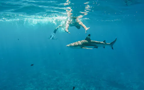 Man snorkeling near a shark in clear blue ocean waters.
