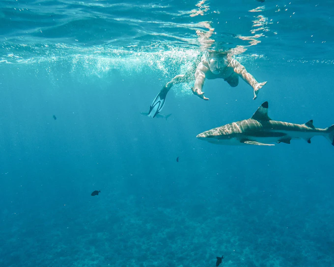 Snorkel with Sharks: Yasawa Island Day Trip With Buffet Lunch & Transfers
