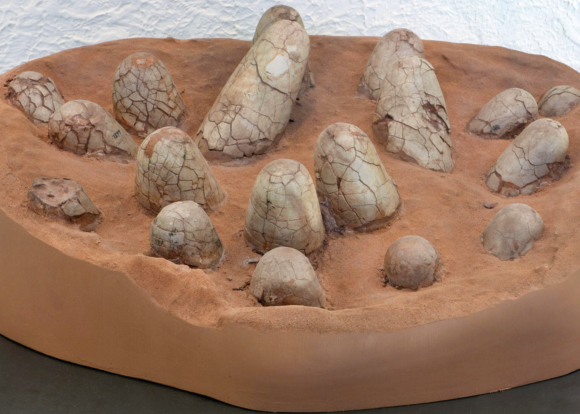 American Museum of Natural History