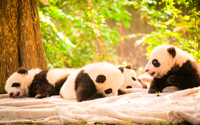 Pandas resting on a blanket at Chengdu Panda Base.