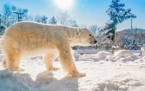 Polar bear walking in snow at Asahiyama Zoo, Hokkaido.