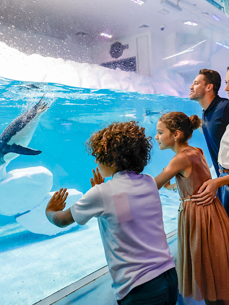 Family observing penguins swimming at the underwater aquarium in Dubai zoo.