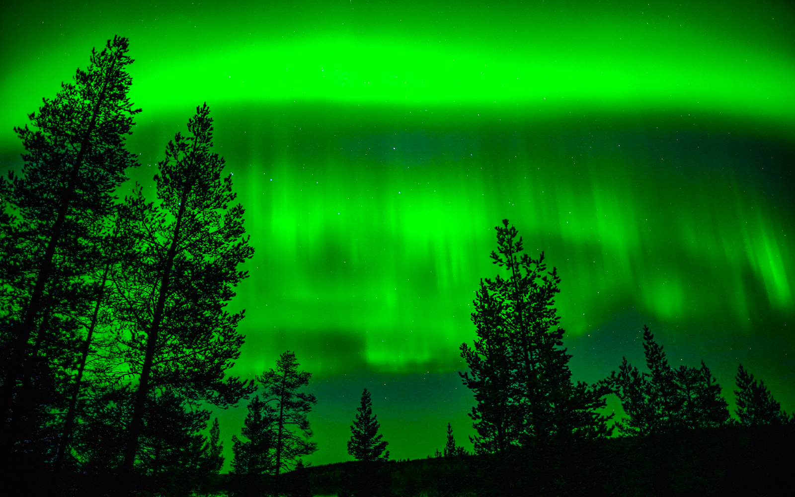 Northern Lights over forest in Rovaniemi, Finland, during family-friendly adventure.