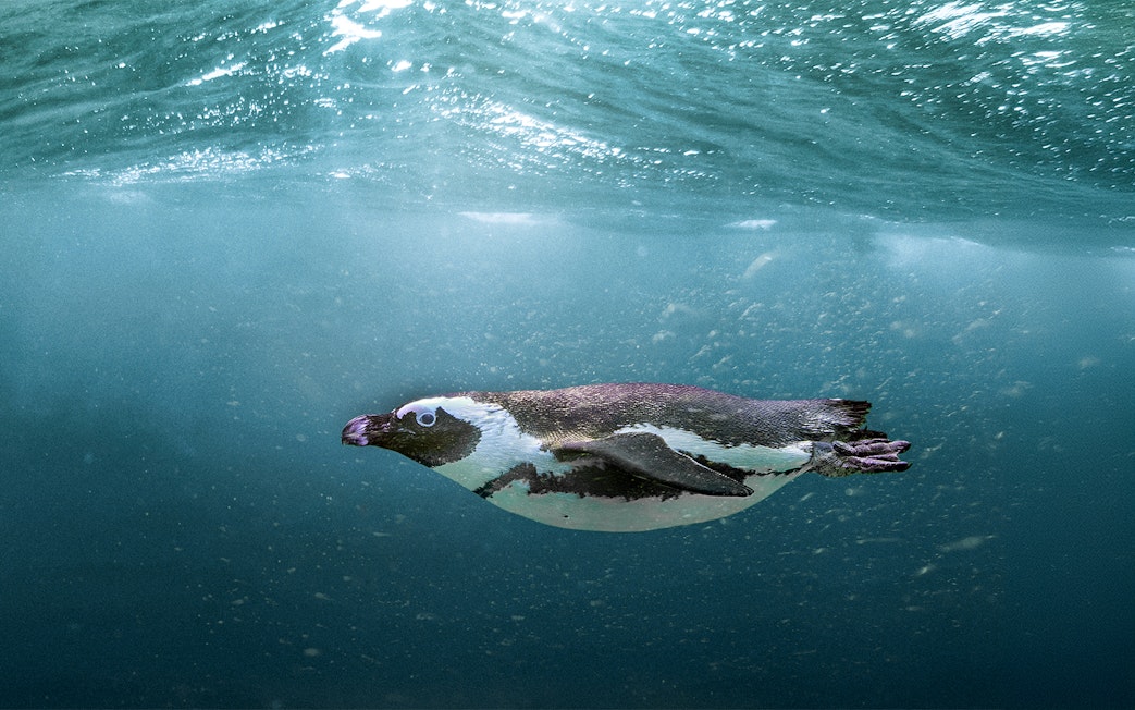 Penguin swimming underwater at SEA LIFE Busan Aquarium.