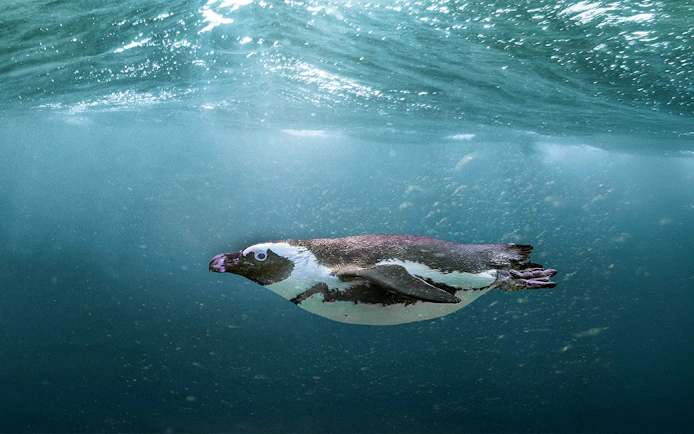 Penguin swimming underwater at SEA LIFE Busan Aquarium.