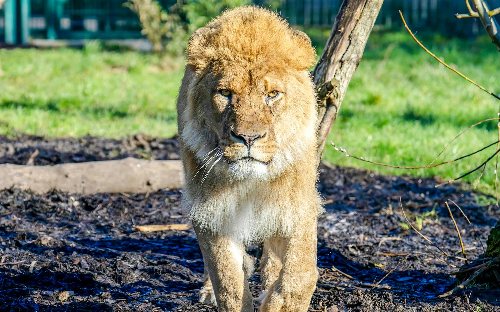 Lion walking in enclosure at Blackpool Zoo.
