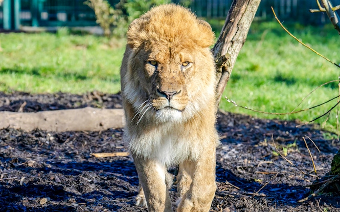 Lion walking in enclosure at Blackpool Zoo.