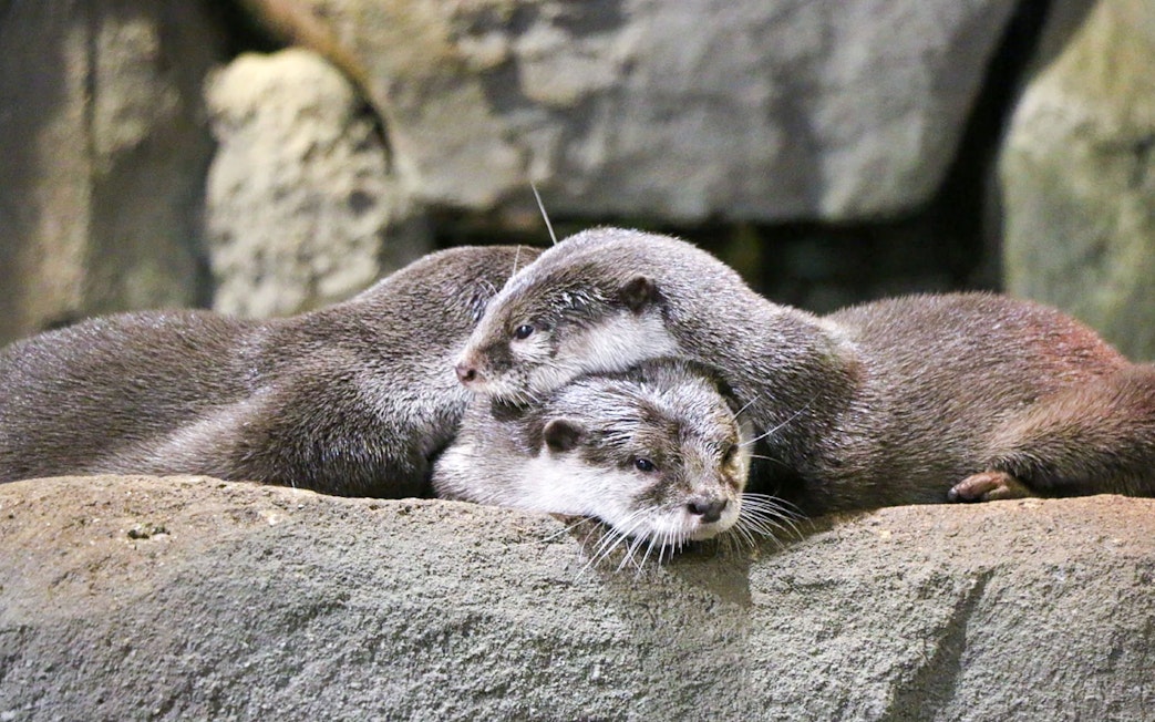 Otters resting on rocks at Aquaria KLCC, Kuala Lumpur.
