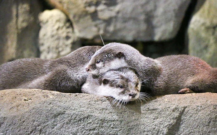 Otters resting on rocks at Aquaria KLCC, Kuala Lumpur.