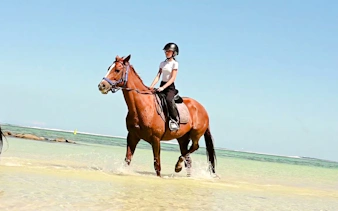 bel ombre plajı'nda at binme etkinliği ve öğle yemeği dahil, mauritius'un güneybatı bölgesi özel turu-1