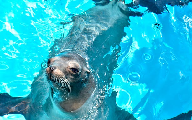 Sea lion swimming at Marine World Uminonakamichi.