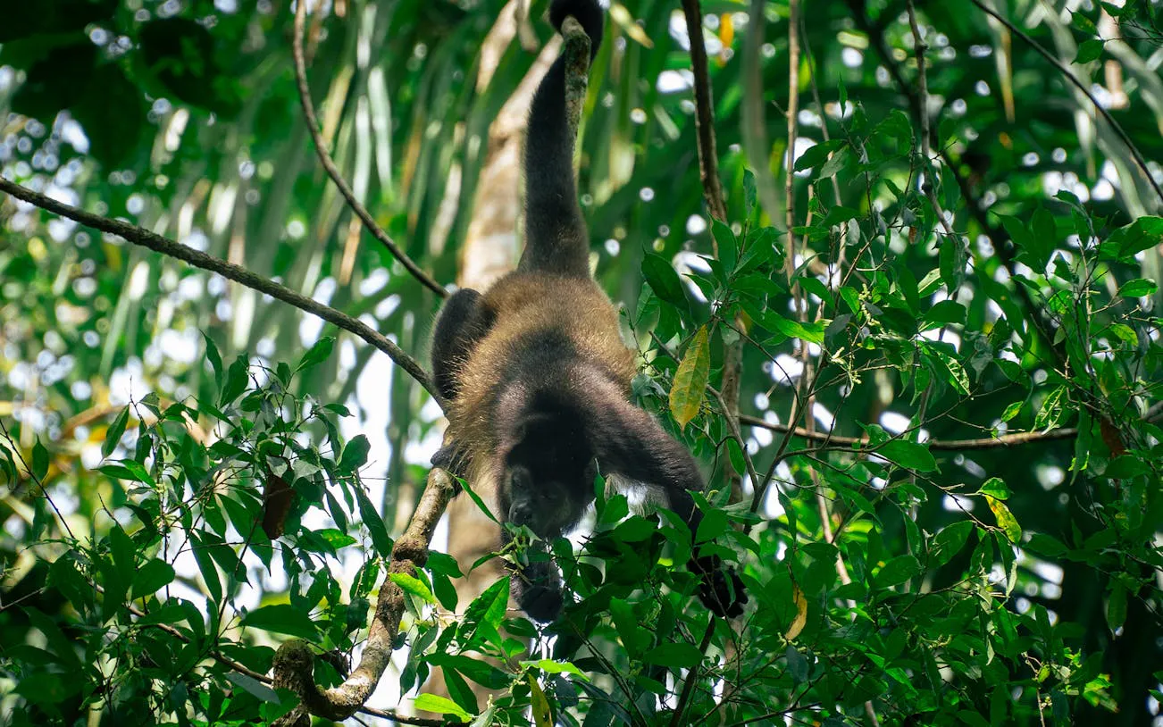 Monkey in trees at Manuel Antonio National Park during guided wildlife tour.