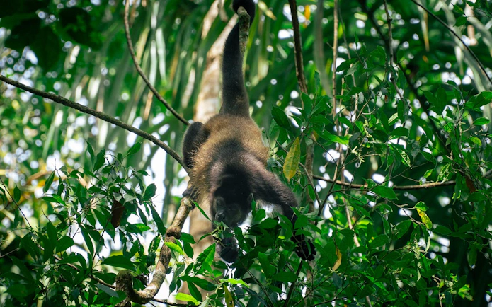 Monkey in trees at Manuel Antonio National Park during guided wildlife tour.