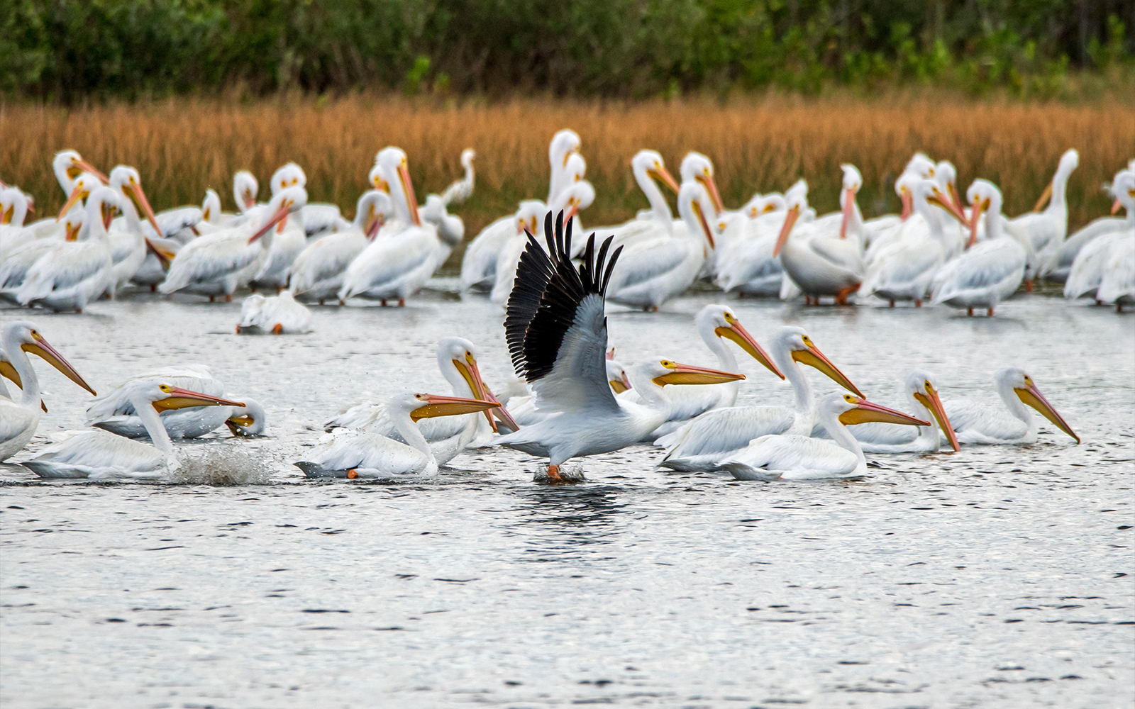 White pelicans gathered at Merritt Island National Wildlife Refuge.