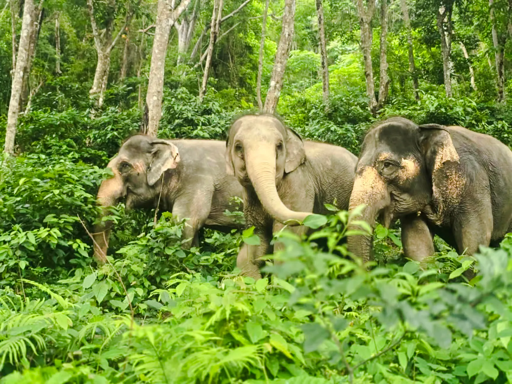 Elephants walking through lush forest in Phuket during a half-day encounter.