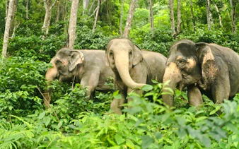 Elephants walking through lush forest in Phuket during a half-day encounter.