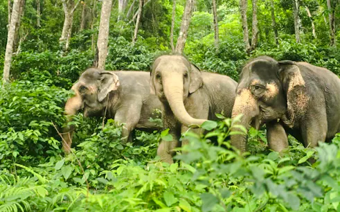 Elephants walking through lush forest in Phuket during a half-day encounter.