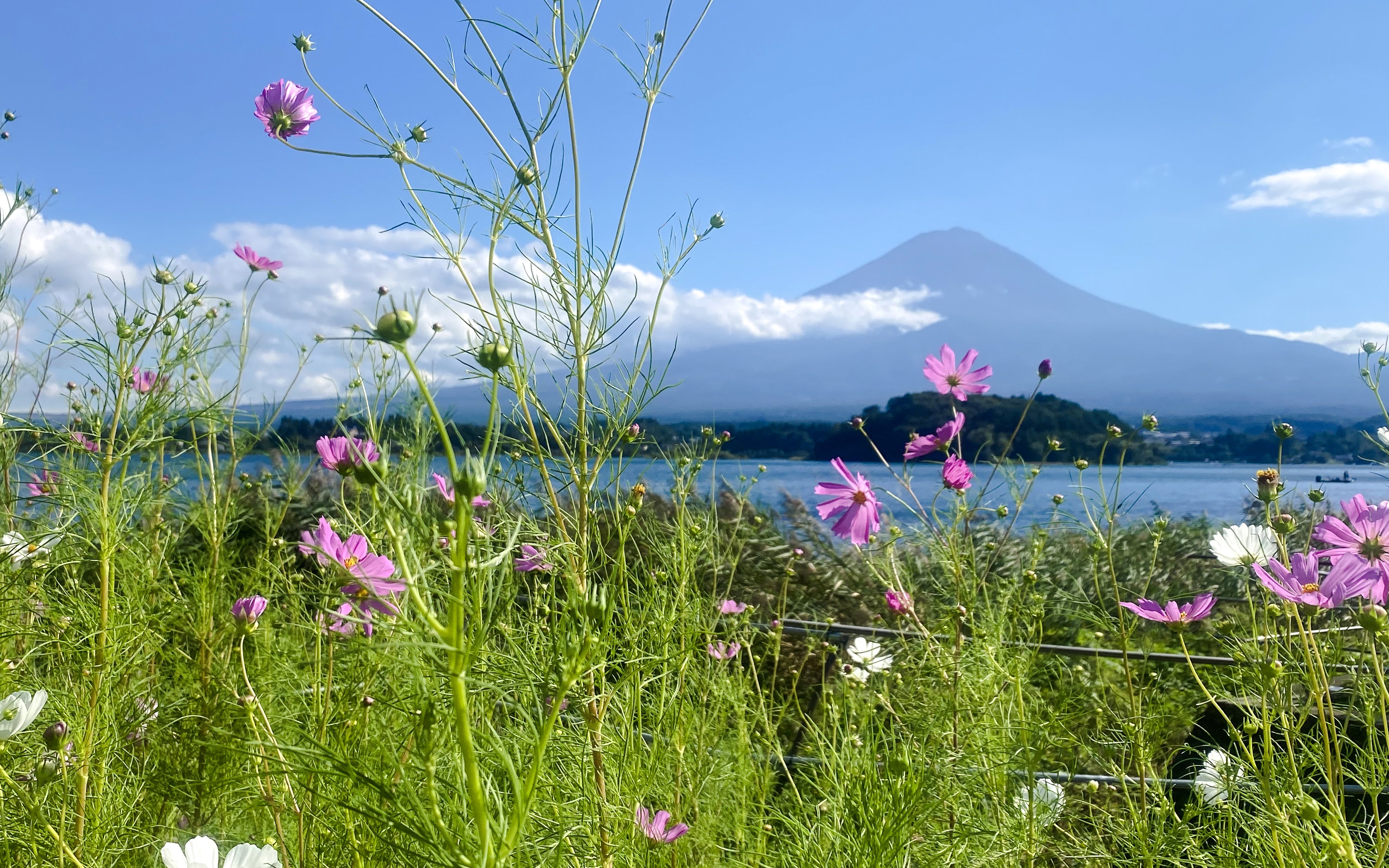 Wildflowers with Mount Fuji in the background on a clear day.