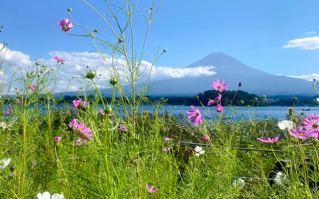 Wildflowers with Mount Fuji in the background on a clear day.