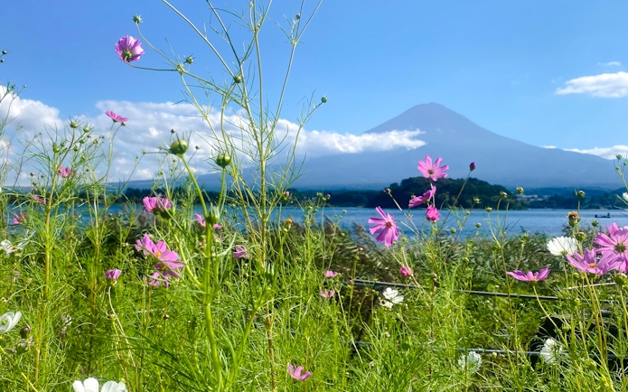 Wildflowers with Mount Fuji in the background on a clear day.