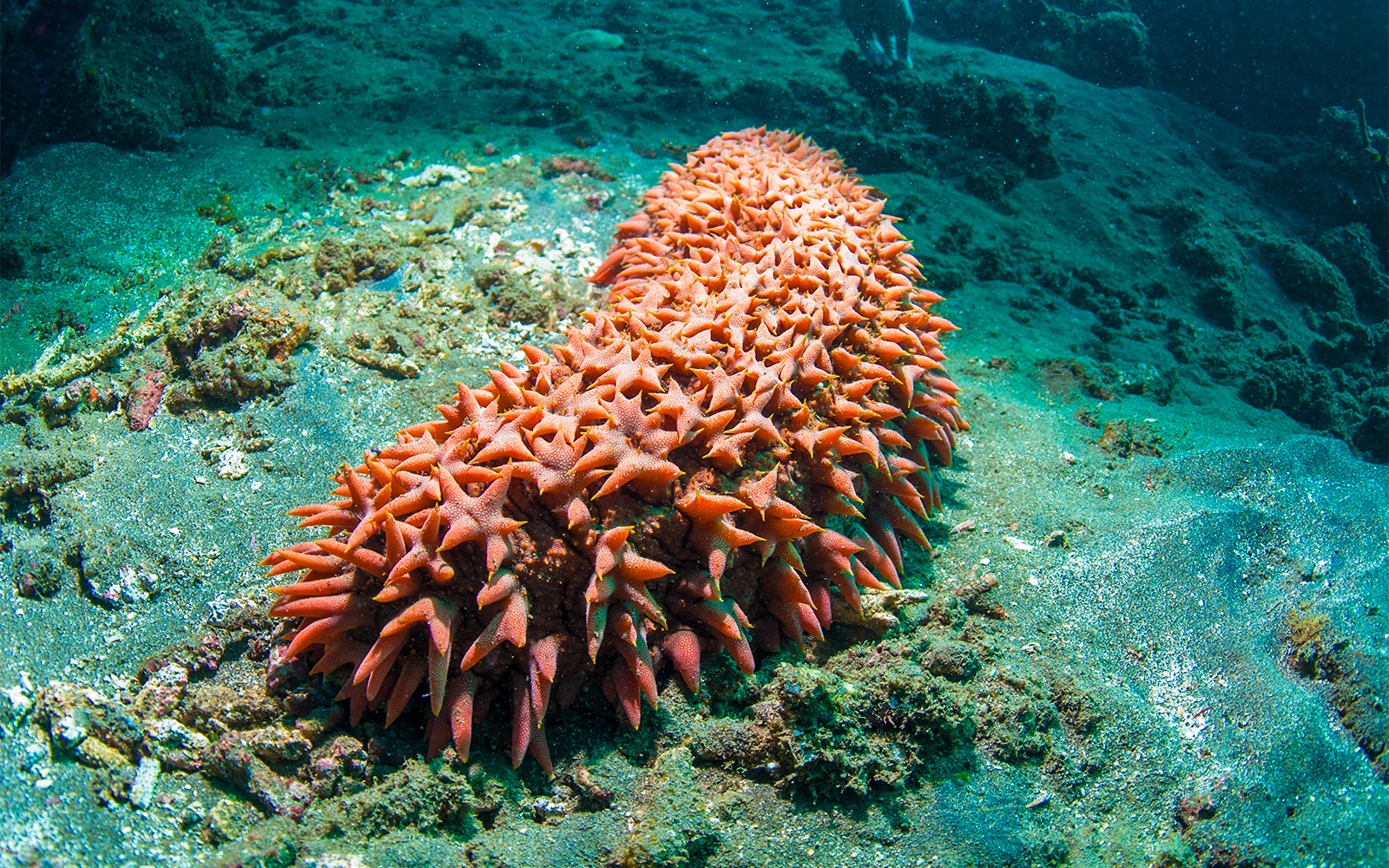 Spiky orange sea cucumber on ocean floor at Aquaria KLCC.