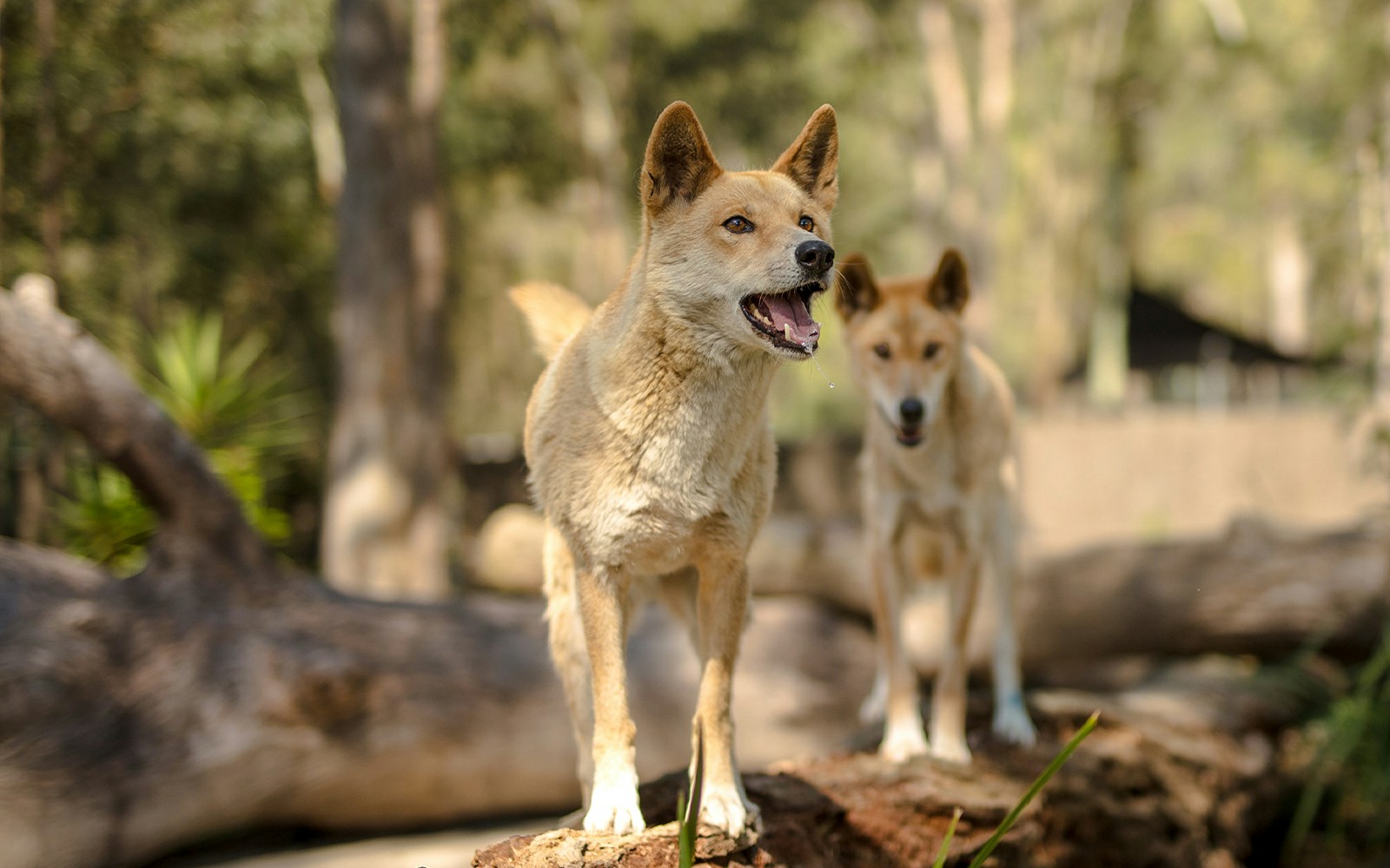 A Dingo at Paradise Country